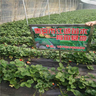 露天种植草莓苗供应产品基地,芜湖露天种植草莓苗供应产品基地