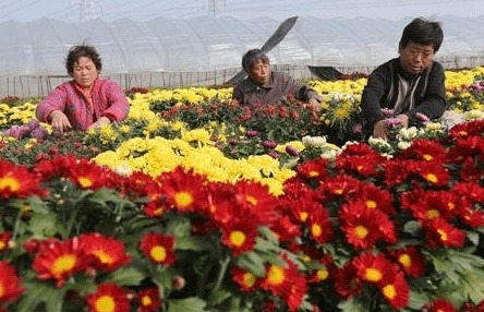 新庄发展高效花卉种植 鲜花经济 富农家