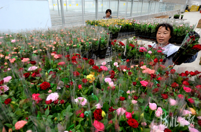 河北霸州:发展花卉种植 助力乡村振兴