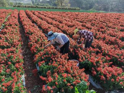 物茂乡:特色花卉种植为乡村振兴锦上添“花”