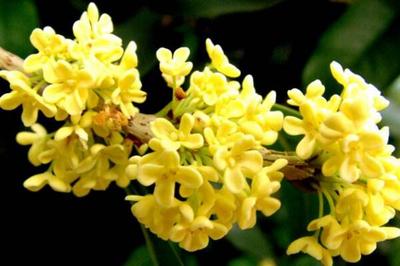 金桂花树种植技术,建议在每年的3月份进行种植