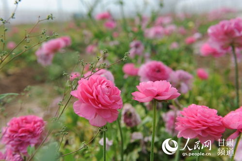 甘肃渭源县 首届高原鲜花节举行 花卉种植助力脱贫攻坚