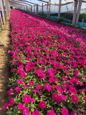 厂区绿化花卉矮牵牛价格 花坛花卉 城市道路花卉 栏杆花卉矮牵牛 公园时令草花牵牛花 城市绿化